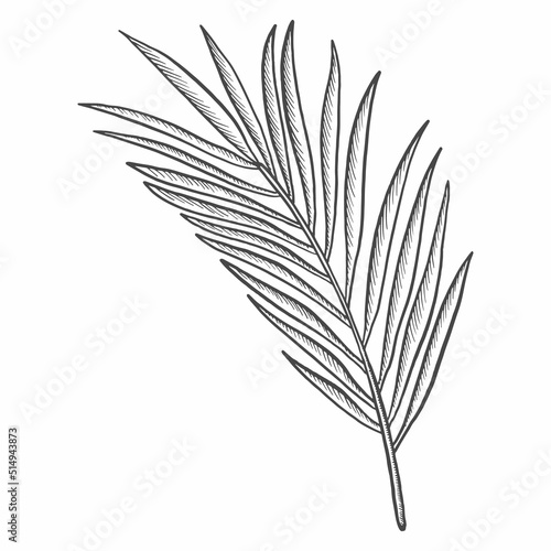 palm tropical leaf plant isolated doodle hand drawn sketch with outline style