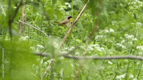 Close up on a little common yellowthroat bird frisking on a tree branch. Static view photo