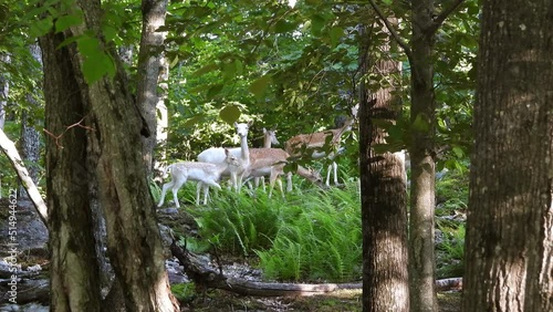 Watching a  small rangale of deer are grazing while staying alert for danger photo