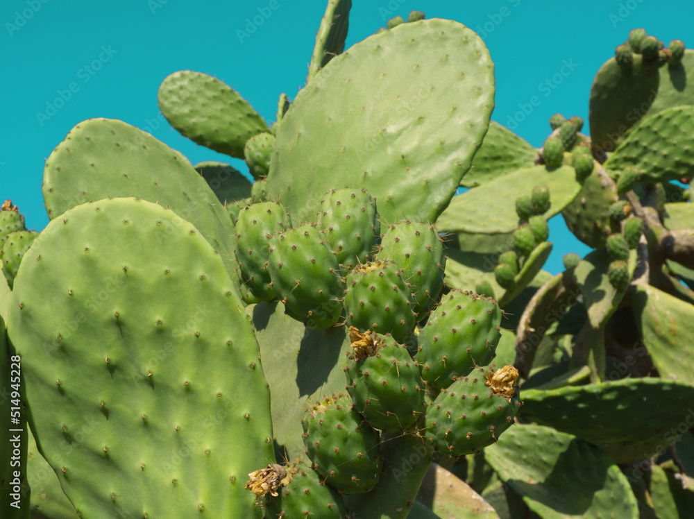 Prickly pear cactus with green fruits on blue sky background. Green opuntia cactus (ficus indica, Indian fig opuntia), flat pads leaves. Green cactus leaves with edible fruits. Balearic Islands, Spain Prickly pear cactus with green fruits on blue sky background. Green opuntia cactus (ficus indica, Indian fig opuntia), flat pads leaves. Green cactus leaves with edible fruits. Balearic Islands, Spain