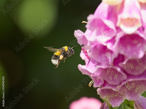 A white tailed bumblebee (Bombus lucorum) landing on a pink foxglove