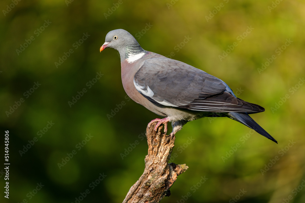 Common wood pigeon (Columba palumbus) sitting on a branch in spring. Common wood pigeon (Columba palumbus) sitting on a branch in spring.