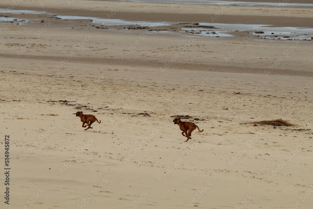 Obraz premium Two young brown puppy dogs running and playing with each other on Formby Beach in Liverpool, Merseyside. The dogs are playing catch as part of their walk