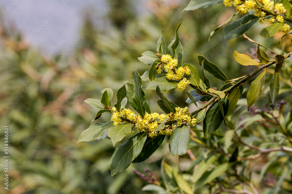Fototapeta premium Blooming laurel (Laurus nobilis) with yellow flowers close-up
