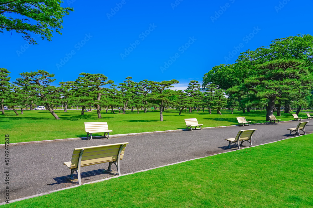 皇居外苑大芝生広場のクロマツとベンチ