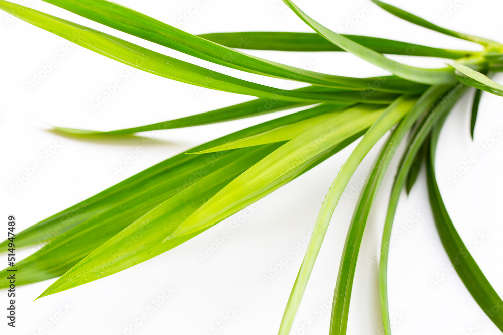Fototapeta premium Fresh pandan leaves on white background.
