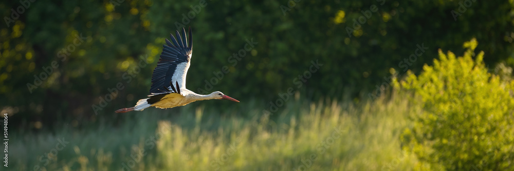 White stork, ciconia ciconia, flying over the meadow with copy space. Bird with long legs and beak with open wings in forest. Feathered animal taking off on grassland.
