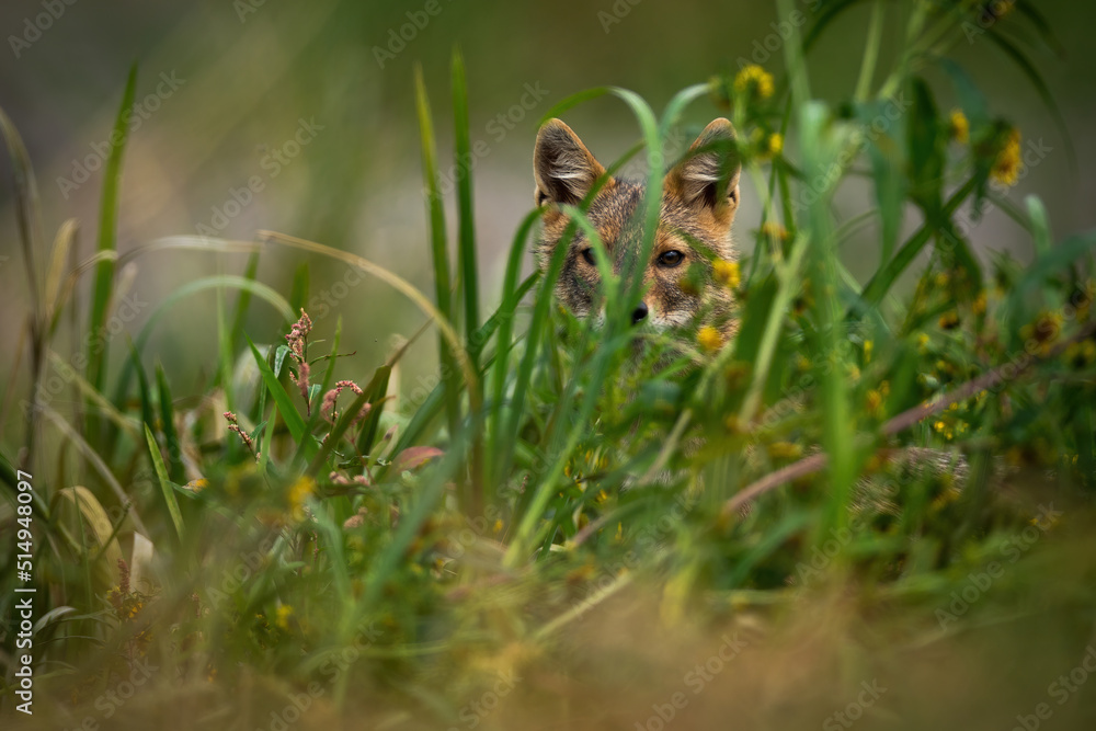 Golden jackal, canis aureus, peeking out of the grass in summertime. Wild dog hiding in dense vegetation in summer. Brown mammal looking to the camera on meadow.