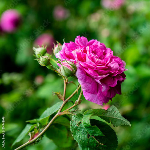A pink rose on a bush in a green garden. Close-up of a bright pink rose. Pink rose in the garden  flowers close-up. Selective focus.