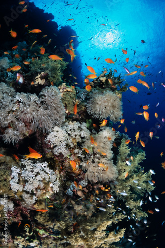 Red Sea Reef Scene with Orange Basslets