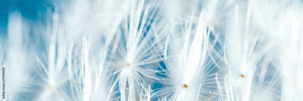 Macro nature. dandelion at sky background. Freedom to Wish. Dandelion silhouette fluffy flower. Seed macro closeup. Soft focus. Goodbye Summer. Hope and dreaming concept. Fragility. Springtime. Macro nature. dandelion at sky background. Freedom to Wish. Dandelion silhouette fluffy flower. Seed macro closeup. Soft focus. Goodbye Summer. Hope and dreaming concept. Fragility. Springtime.