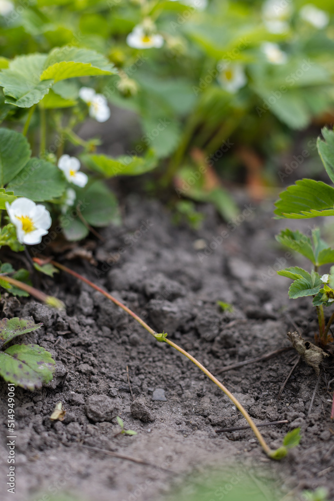 Sprout of strawberry plant. Cutting sprouts of strawberry plant. Selective focus. Sprout of strawberry plant. Cutting sprouts of strawberry plant. Selective focus.