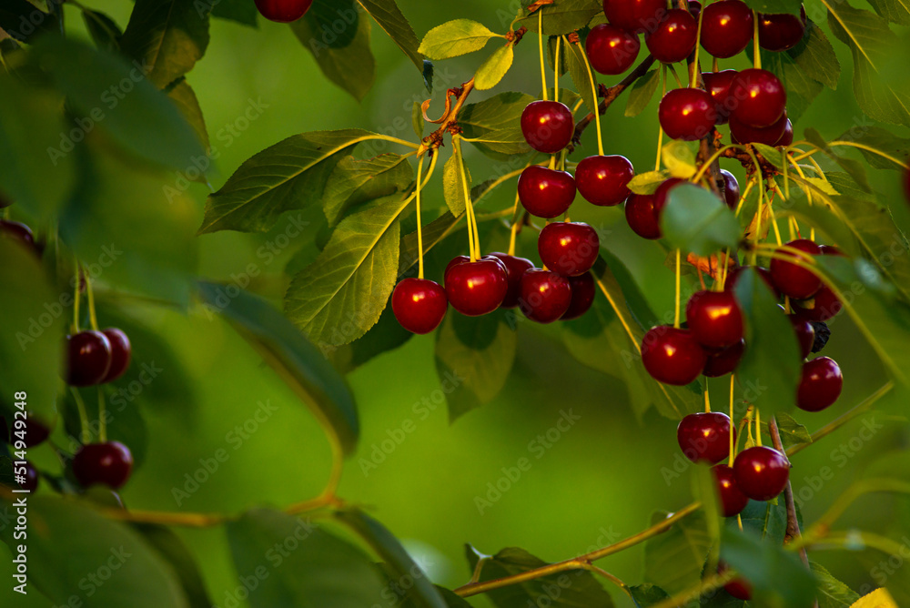 Cherries hanging on a cherry tree branch., Sour cherries in a garden, Fresh and healthy, Close-Up, in the sunshine Cherries hanging on a cherry tree branch., Sour cherries in a garden, Fresh and healthy, Close-Up, in the sunshine