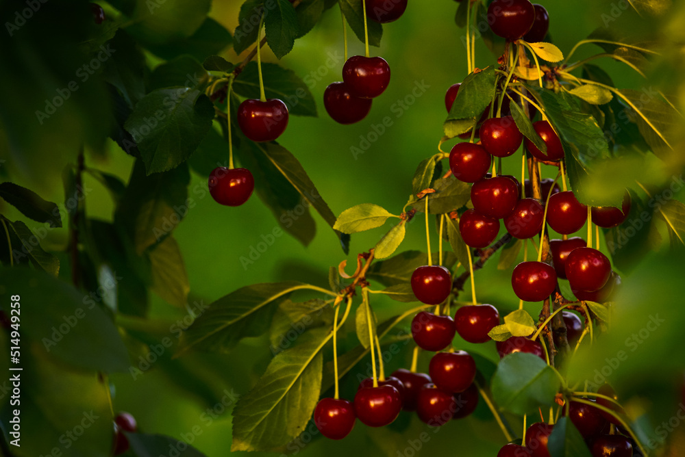 Cherries hanging on a cherry tree branch., Sour cherries in a garden, Fresh and healthy, Close-Up, in the sunshine Cherries hanging on a cherry tree branch., Sour cherries in a garden, Fresh and healthy, Close-Up, in the sunshine