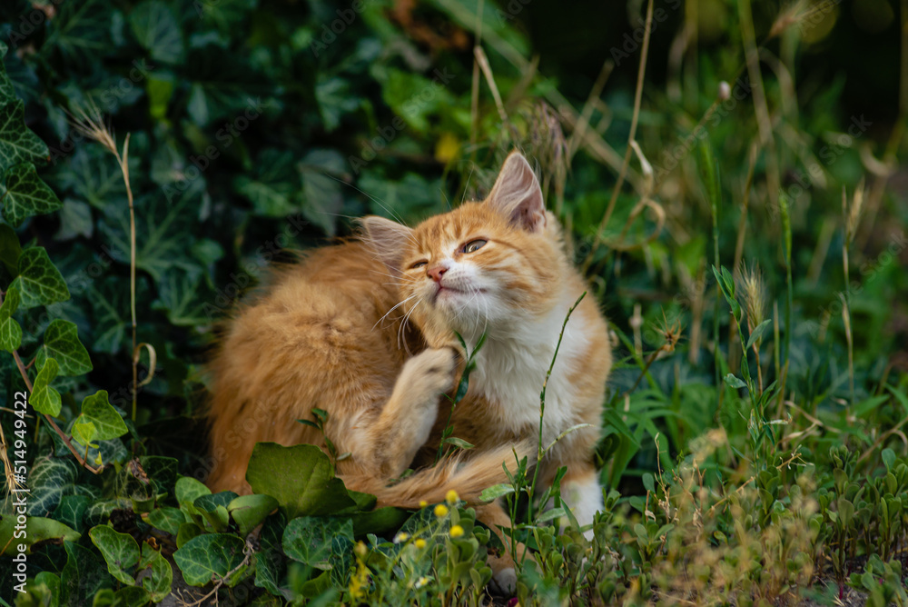 red Cat with kind green, blue eyes, Little red kitten. Portrait cute red ginger kitten. happy adorable cat, Beautiful fluffy red orange cat lie in grass outdoors in garden red Cat with kind green, blue eyes, Little red kitten. Portrait cute red ginger kitten. happy adorable cat, Beautiful fluffy red orange cat lie in grass outdoors in garden