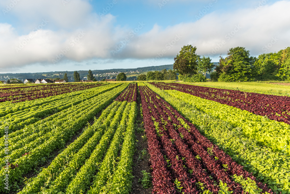 Rows of various red and green lettuce plants on agricultural field on Reichenau Island, Lake Constance, Baden-Wuerttemberg, Germany