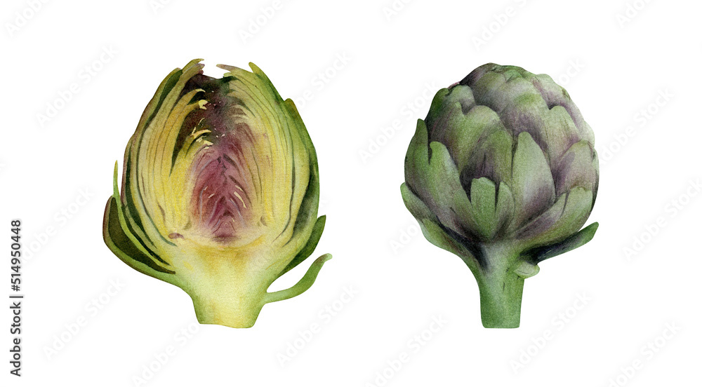 Fototapeta premium Hand-drawn watercolor artichoke illustrations set. Green vegetable with green leaves isolated on white background. Healthy vegetarian food, cooking ingredient, harvest time