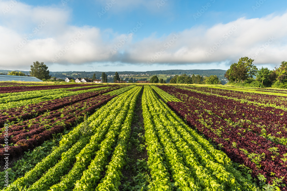 Rows of various red and green lettuce plants on agricultural field on Reichenau Island, Lake Constance, Baden-Wuerttemberg, Germany