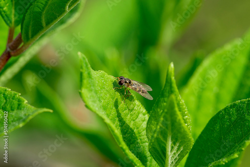 A fly sitting on a green leaf.