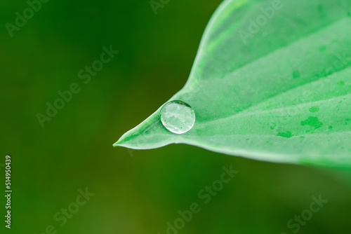 Leaf rain droplets with green background.