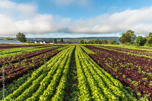 Rows of various red and green lettuce plants on agricultural field on Reichenau Island  Lake Constance  Baden-Wuerttemberg  Germany