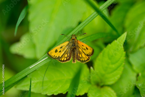 Orange butterfly on a green leaf, spring season. © elenae333