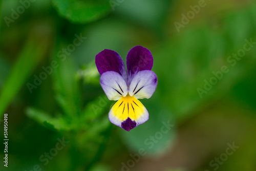 Beautiful pansy flower in a garden, blurred background.