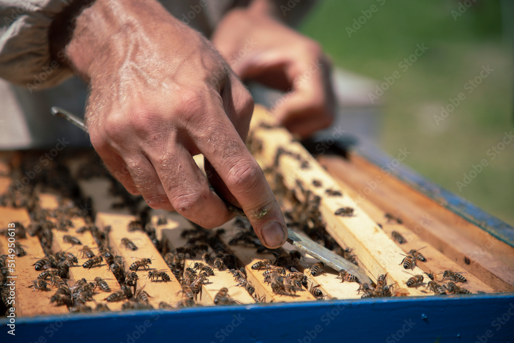 Close-up of beekeeper working on a hive at a honey farm Close-up of beekeeper working on a hive at a honey farm