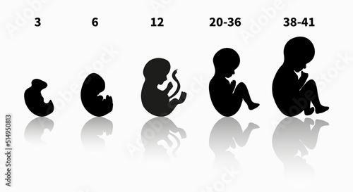 Stages of pregnancy and baby fetus development vector infographic black silhouette. Pregnancy trimesters, weeks and months scheme. vector illustration