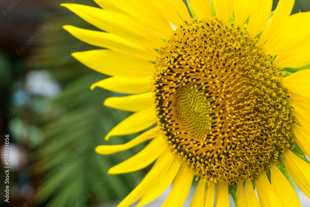 Naklejka premium The yellow of sunflower and blue sky