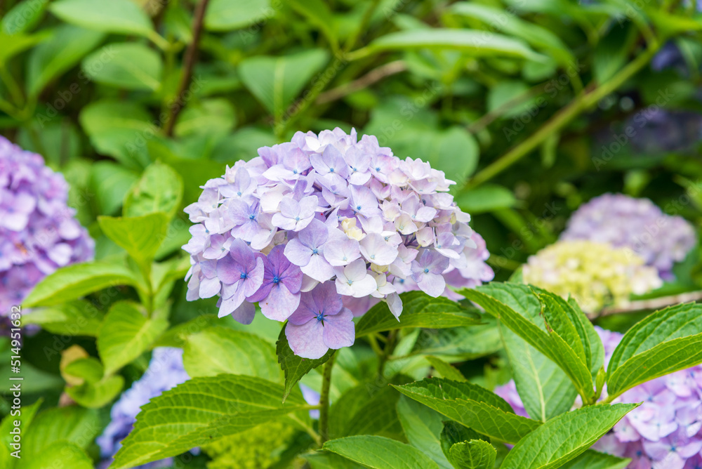 アジサイ　６月中旬