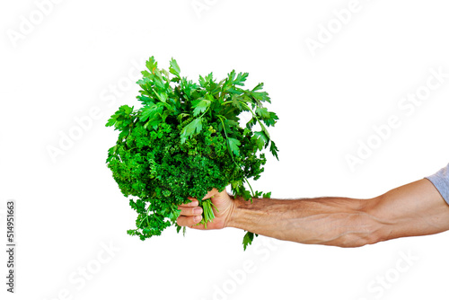 male hand holding bouquet of parsley vegetable leaf. man holding bunch of fresh herbs of parsley isolated on white background. herb delivery concept
