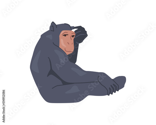 Chimpanzee, primate animal, isolated monkey mammal. Ape, gorilla or bonobospecies. African fauna living in wilderness habitat. Flat cartoon, vector illustration