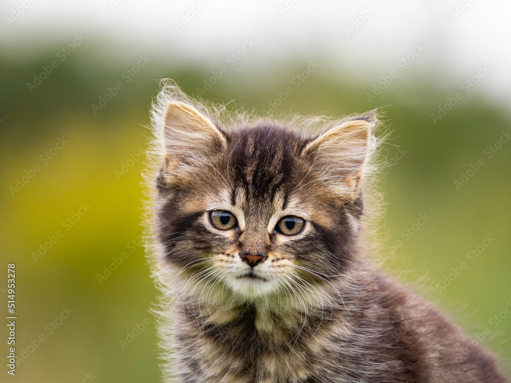 Obraz premium cute little kitten on garden