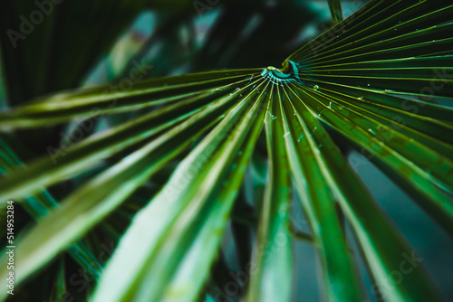 Closeup Tropical Leaves Nature and Dark Tone Background Concept. Drops of dew on the branches of palm trees, in neon light, the concept of tropical freshness.defocusing Selective focus. Copy space. © Viktorya 