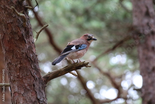 A very rare Eurasian Jay bird sitting on a branch in Pine Woods. The Pine Woods are located in Formby, Merseyside. These birds mimic sounds and use their reflectors on their wings to confuse predators