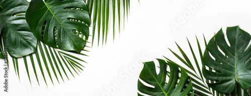 Tropical palm leaves isolated on white background.