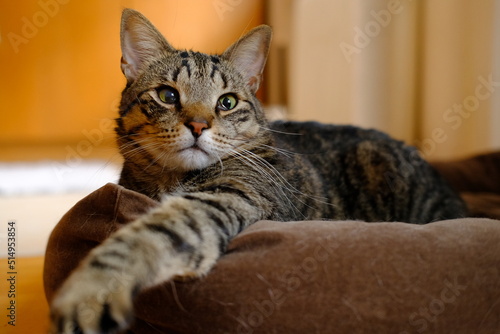 On a sunny day, the cat is resting.