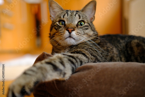 On a sunny day, the cat is resting.