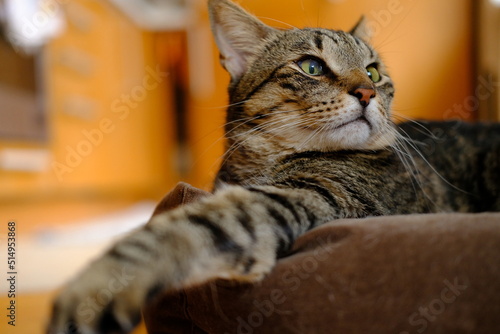 On a sunny day, the cat is resting.