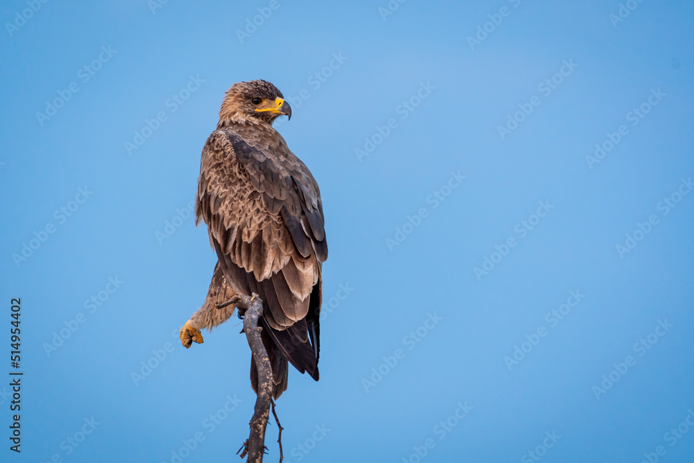 Steppe eagle or Aquila nipalensis portrait perch on branch in natural blue sky background at forest of india asia Steppe eagle or Aquila nipalensis portrait perch on branch in natural blue sky background at forest of india asia