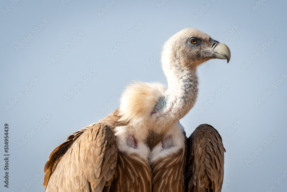 Griffon vulture or Eurasian Griffon or Gyps fulvus closeup or portrait perched on tree during winter migration at desert national park jaisalmer Rajasthan India asia Griffon vulture or Eurasian Griffon or Gyps fulvus closeup or portrait perched on tree during winter migration at desert national park jaisalmer Rajasthan India asia