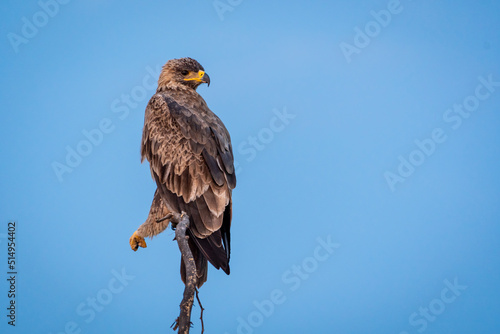 Steppe eagle or Aquila nipalensis portrait perch on branch in natural blue sky background at forest of india asia photo