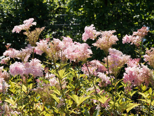 Rosa Mädesüß ‘Venusta’ oder Filipendula rubra. Königin der Prärie. Eine beliebte Zierpflanze für den Garten. Blütenschmuck, Nektar- oder Pollenpflanze photo