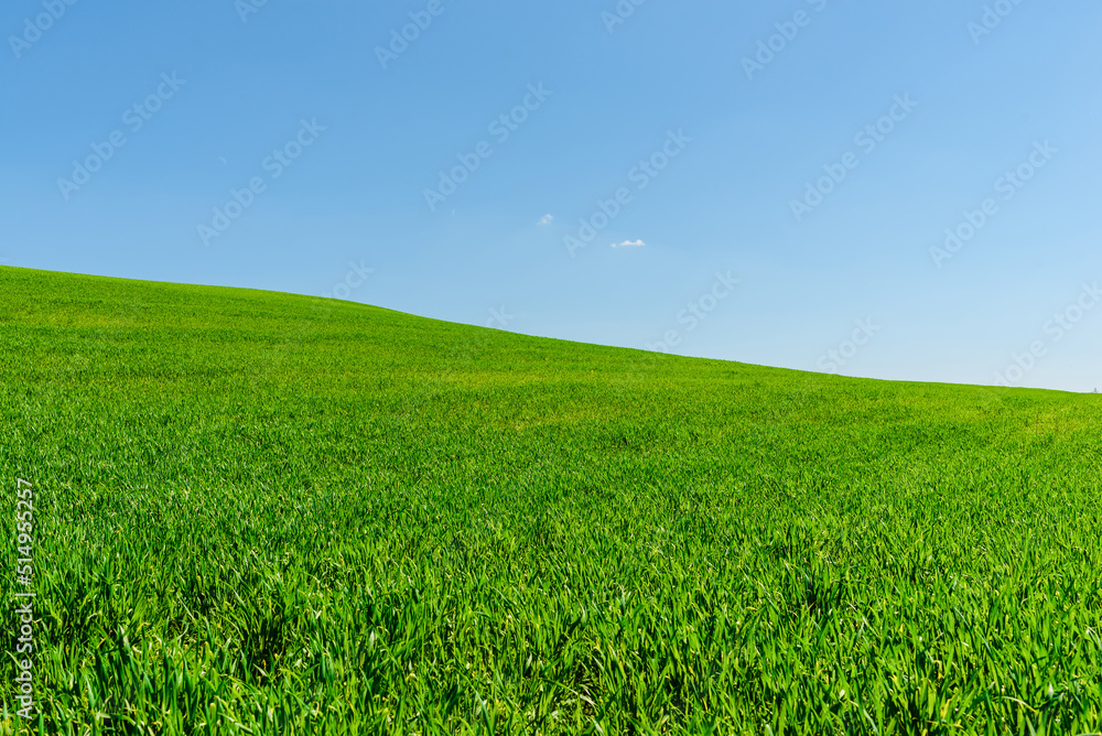 Green wheat spring field landscape with blue sky.Green agrultural field and blue clear day sky.