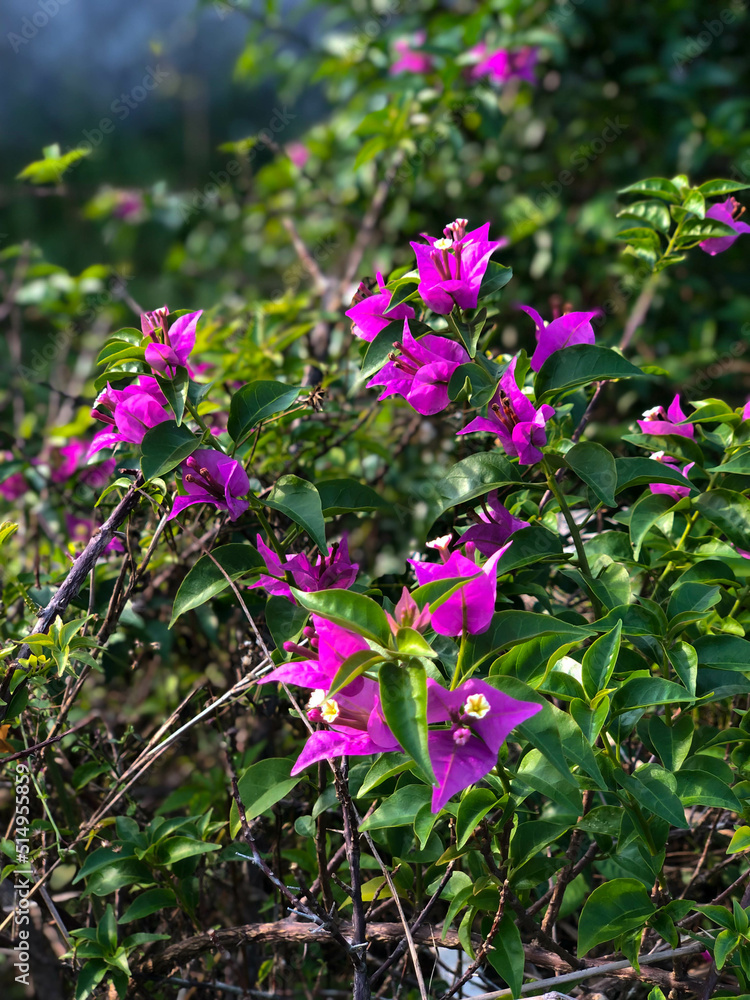 Fototapeta premium Wild purple violet tiny flower in the garden