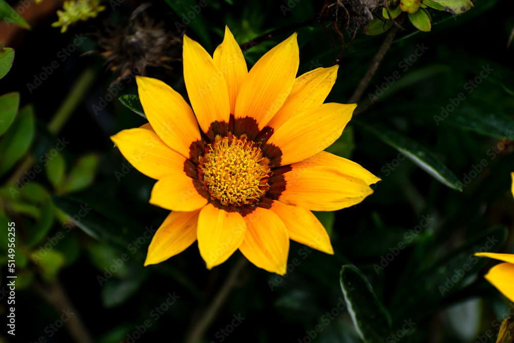 close-up of yellow sunflower against dark background close-up of yellow sunflower against dark background