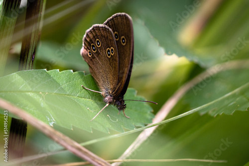Brauner Waldvogel auch Schornsteinferger genannt (aphantopus hyperantus),  sitzt auf einen Blatt