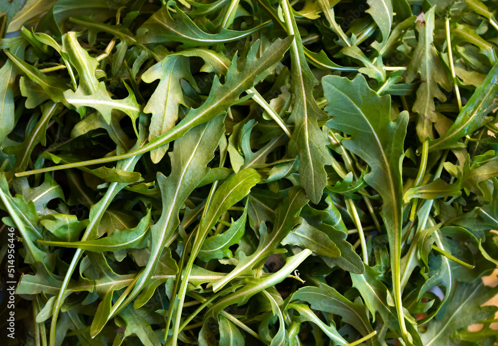 Fresh arugola leaves, delicious and healthy salad ingredient Fresh arugola leaves, delicious and healthy salad ingredient