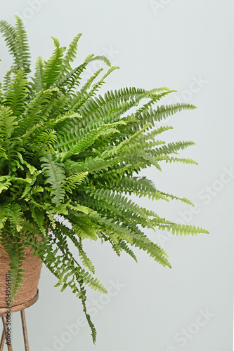 Close-up of Nephrolepis in a pot. Isolated on white background photo